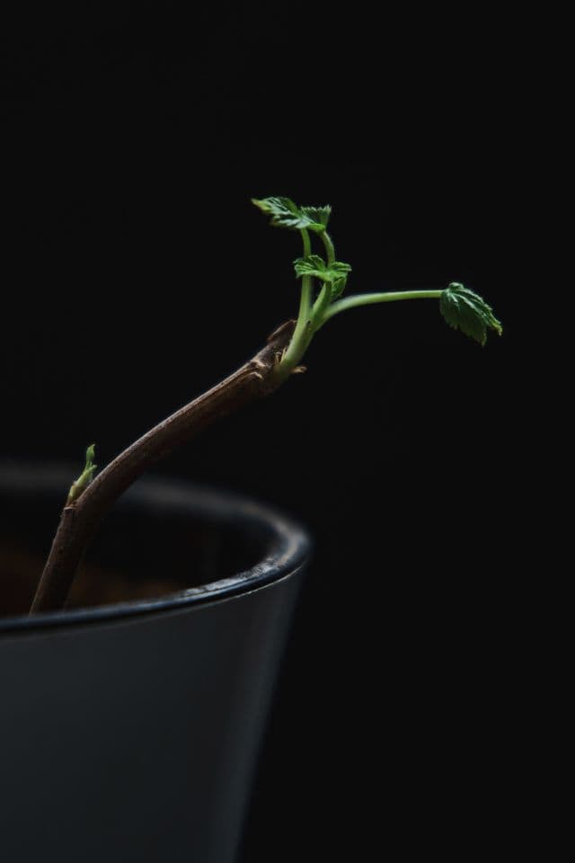 Business-First Approach